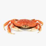A Sea crab