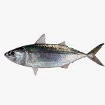 A bunya black tuna
